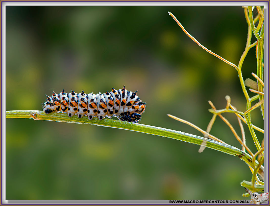 Chenille du Machaon
